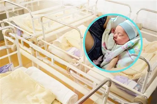 Морици, Клара и Зузия – рекордсмены Нового года. Они родились через минуту после полуночи