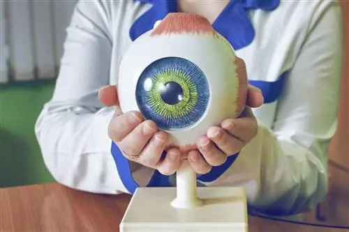 Образование, лекарства и микрохирургия против глаукомы - интервью с проф. Грабска-Либерек