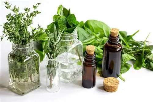 Травы от простуды для детей и взрослых [РЕЦЕПТЫ]