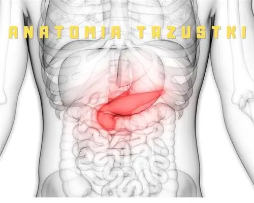 Анатомия поджелудочной железы человека