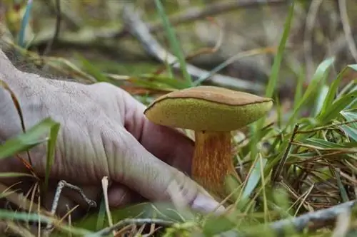 Съедобные или ядовитые грибы