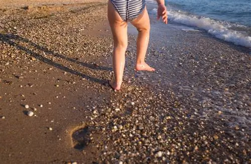 Цианобактерии - возникновение, симптомы цветения, профилактика