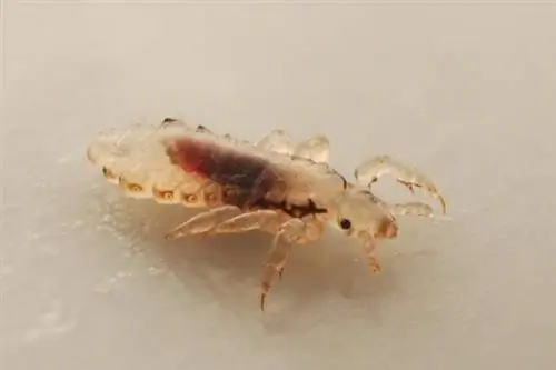 Головная вошь