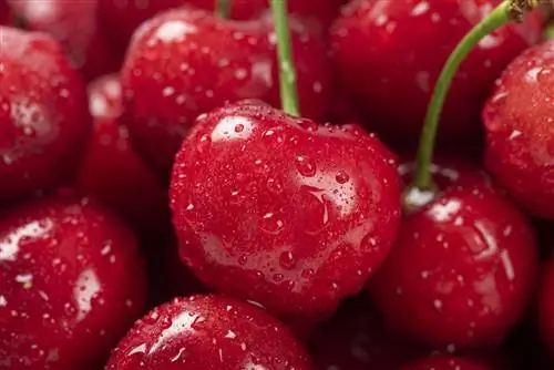 Вишня и черешня благотворно влияют на сердце, почки и суставы