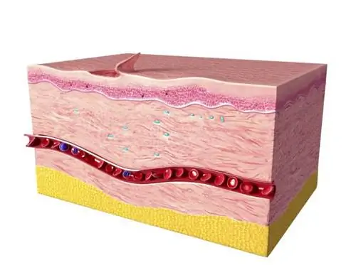 Кожа человека: строение и роль
