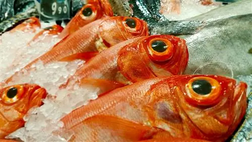 Окунь (рыба): питание и польза для здоровья