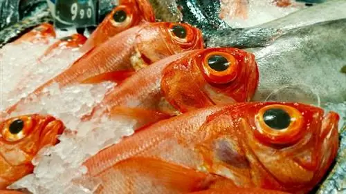 Морской окунь: пищевая ценность и распространенность. Рецепт окуня