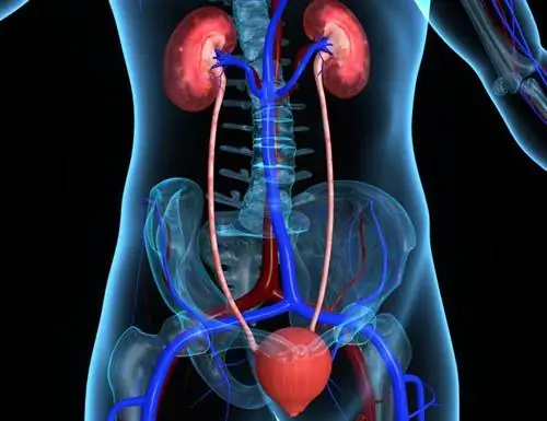 Мочевыделительная система - строение и функции