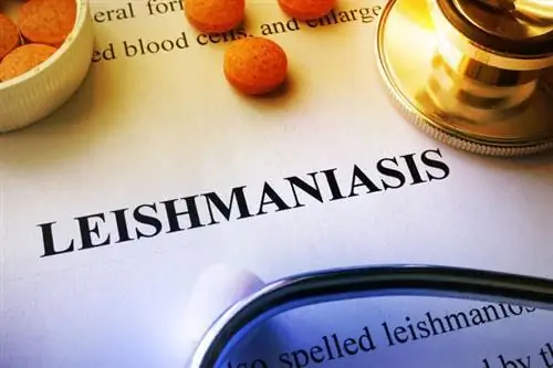 Лейшманиоз: причины, симптомы, лечение