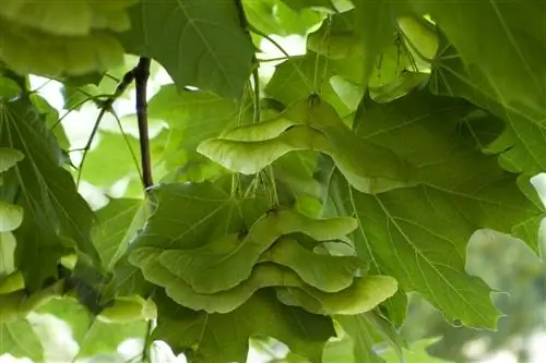 Клен – лечебные свойства и применение