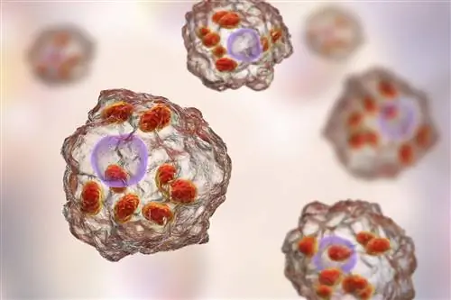 Макрофаги: функции в организме