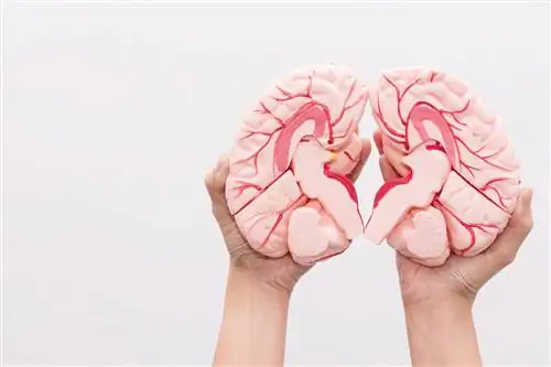 Опухоли шишковидной железы: причины, симптомы, лечение