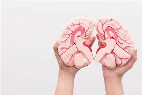 Опухоли шишковидной железы: причины, симптомы, лечение