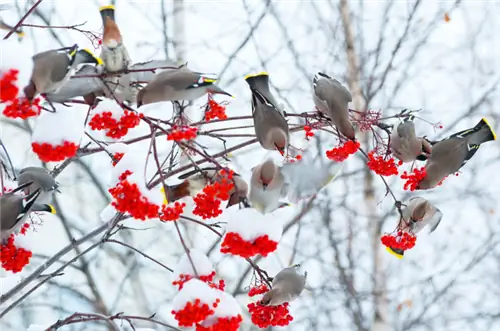Лечебные свойства рябины