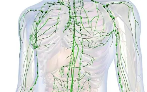 Лимфа или лимфа - строение и функции