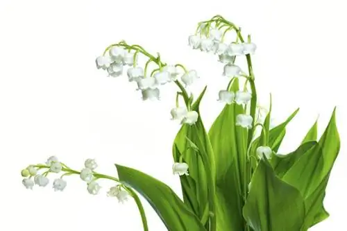 Ландыш: лечебные свойства