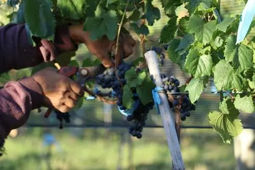 Виноградные листья