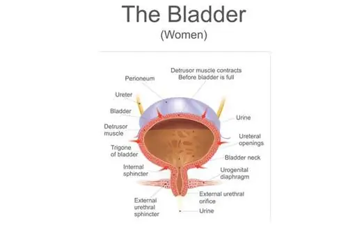 Мочевой пузырь: строение, функции, заболевания