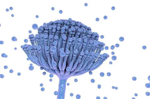 Аспергиллез: причины, симптомы, лечение