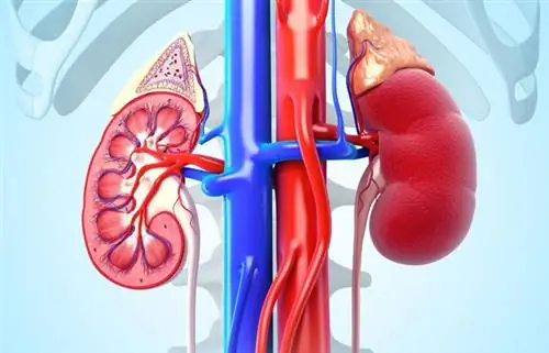 Синдром Щелкунчика: причины, симптомы, лечение