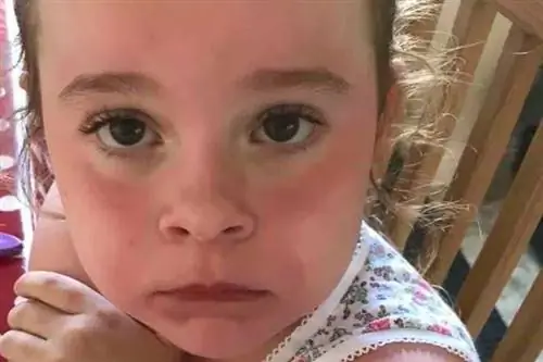 Летний британец