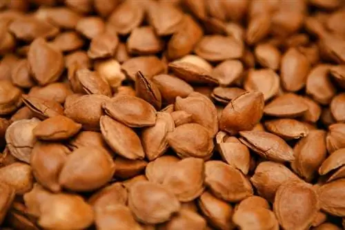 крупным планом на косточках абрикоса