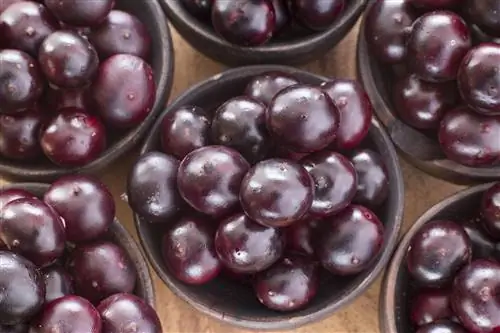 ACAI: ягоды не только для похудения. Полезные свойства плодов асаи