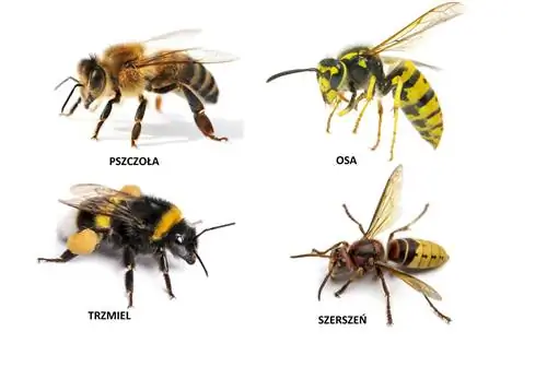 Пчела, оса, шершень, шмель - отличия