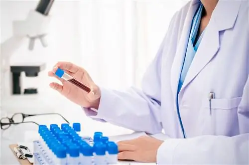 Протеинограмма: нормальный, ненормальный результат