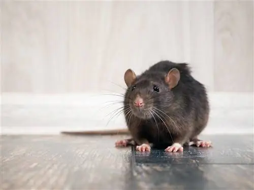 Сонник - Крыса. К чему снится крыса?