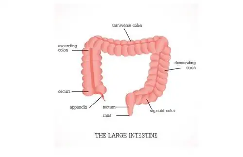 Толстая кишка - строение, роль, заболевания