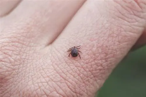 Клещ на руке