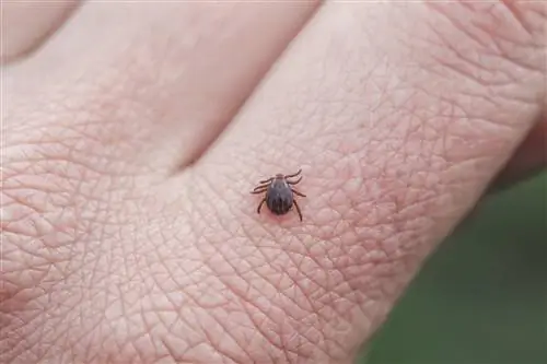 До 14% из нас могут страдать болезнью Лайма, хотя симптомы долго не проявляются - врачи тревожатся