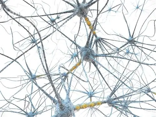 Вегетативная нервная система: симпатическая и парасимпатическая