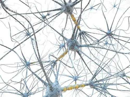 Вегетативная система: симпатическая и парасимпатическая