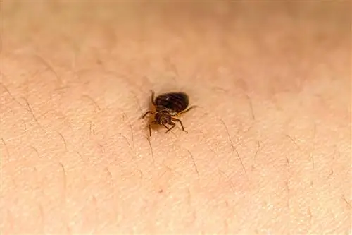 Клоп - симптомы укуса и борьба с клопом