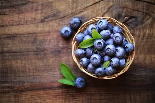 Черника – лечебные свойства, калорийность, витамины