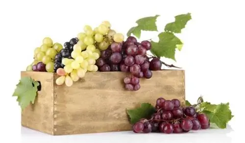 ВИНОГРАД: полезные и питательные свойства винограда