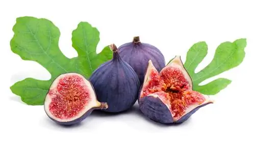 Инжир – свойства и пищевая ценность. Как покупать и есть инжир?