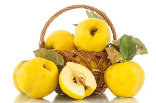 Айва не только при простуде. Лечебные и питательные свойства айвы