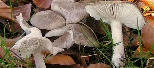 Гуси - съедобные грибы. Как распознать и подготовить гусей?