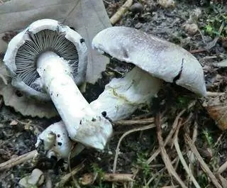 Ивовый гусь