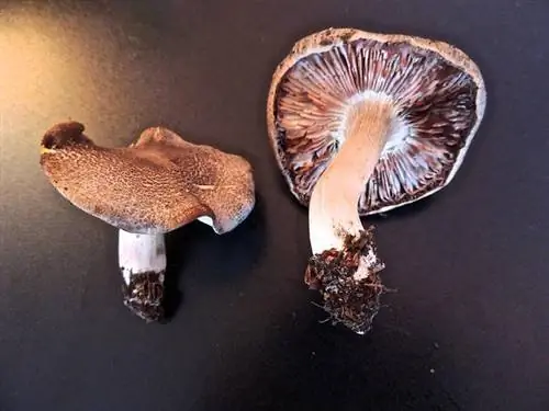 Краснеющий гусь