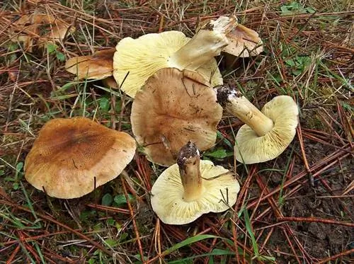 Гусиный корм