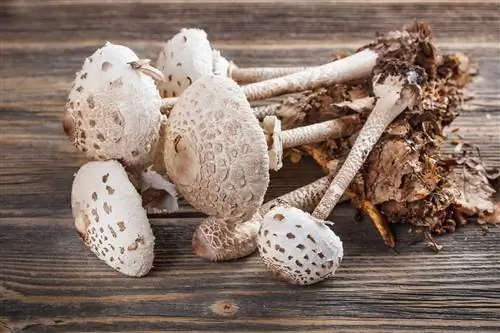 КАНИЯ (гриб) - как выглядит, когда его собирать? Рецепты блюд из кани