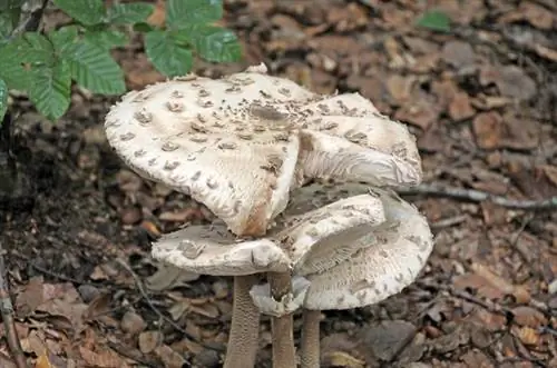 Черный коршун