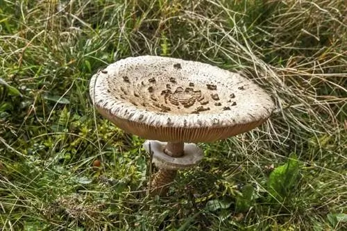 Черный коршун