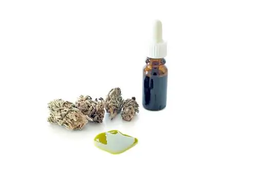 Масло марихуаны (конопли), или «слезы феникса». Излечивает ли он рак и другие болезни?