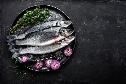 Морской окунь - пищевая ценность и рецепты