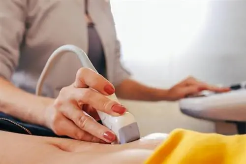 крупный план УЗИ брюшной полости